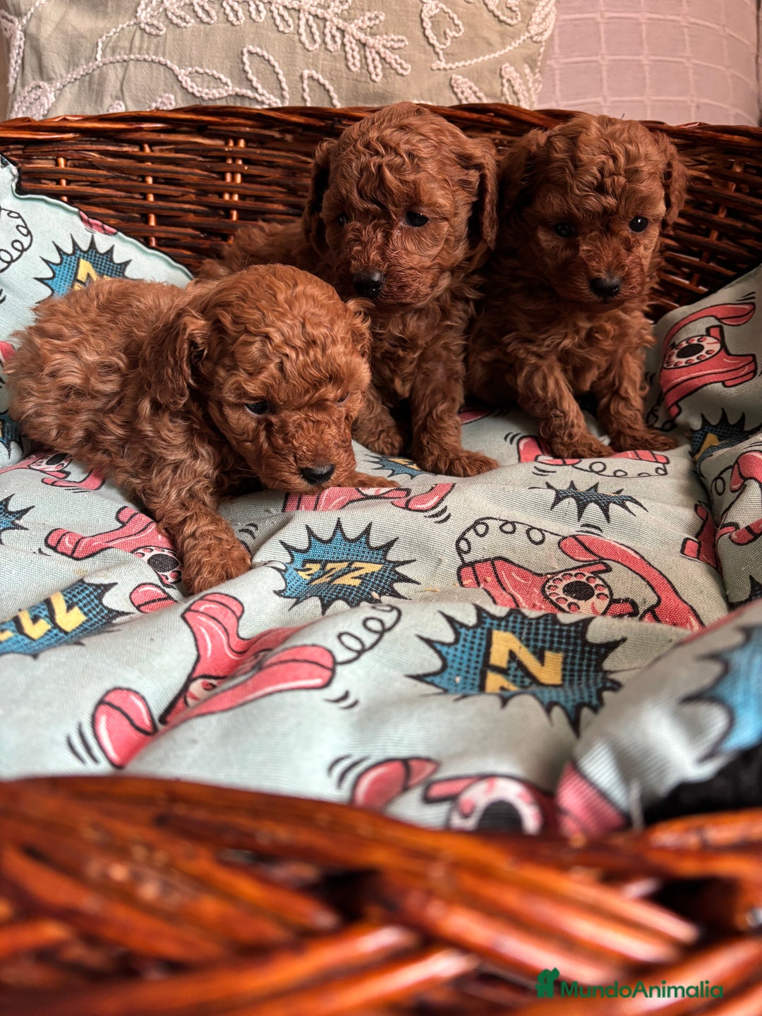 Caniche Toy perros en venta: Caniche toy rojo entrega para Enero . - Anuncio 5