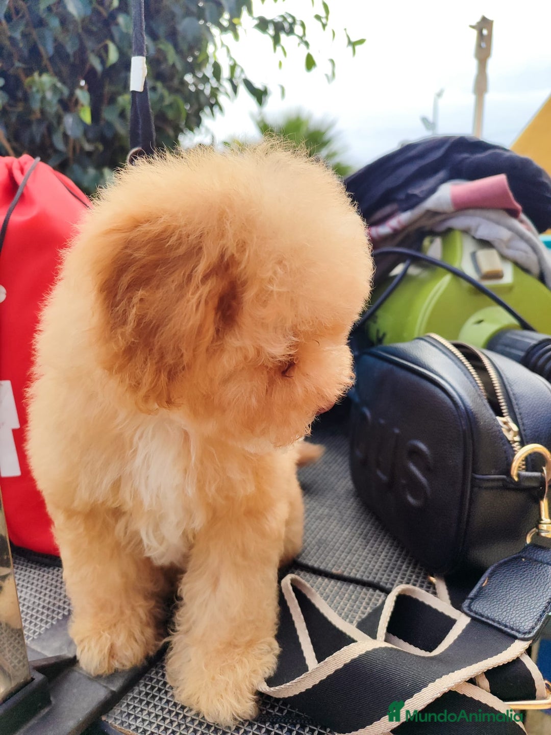 Caniche Toy perros en venta: Caniche Toy - Imagen 3