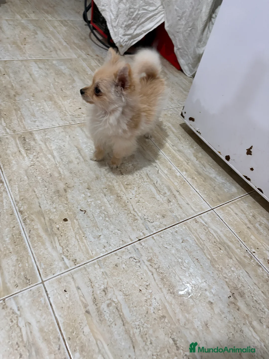 Pomerania perros en venta: Pomerania micro Toy 7 meses 790gramos  - Anuncio 6
