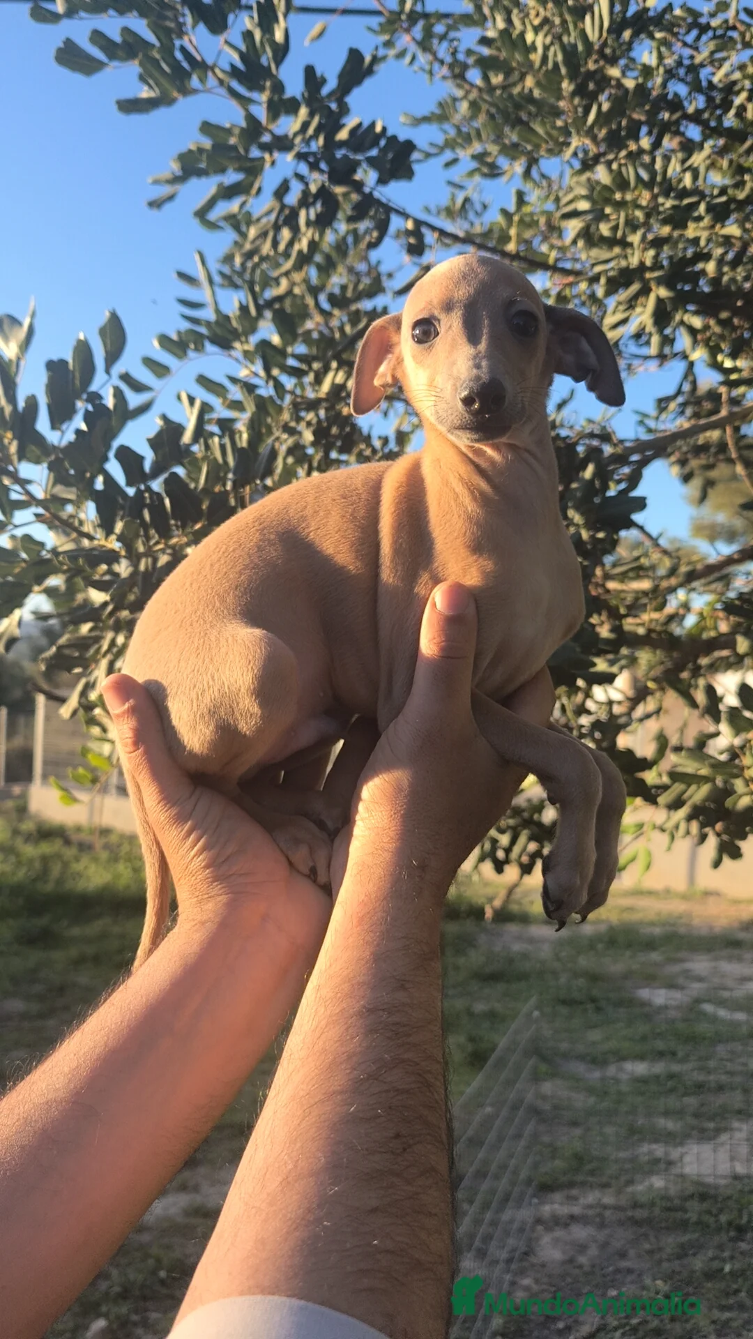 Pequeño Lebrel Italiano perros en venta: Pequeño lebrel Italiano FincaPaunais  - Anuncio 9