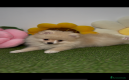 Pomerania perros en venta: Pomerania color crema  - Imagen 3