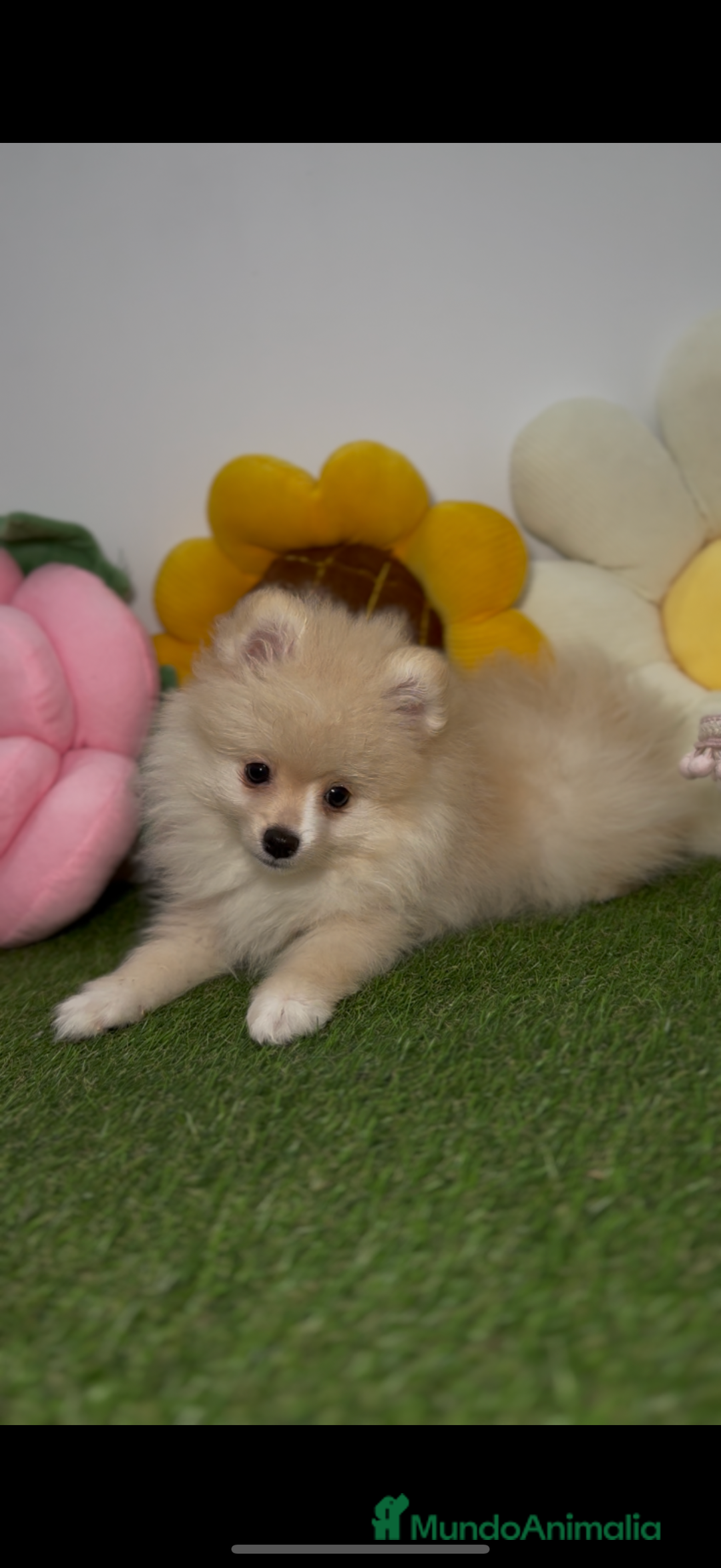 Pomerania perros en venta: Pomerania color crema  - Imagen 3