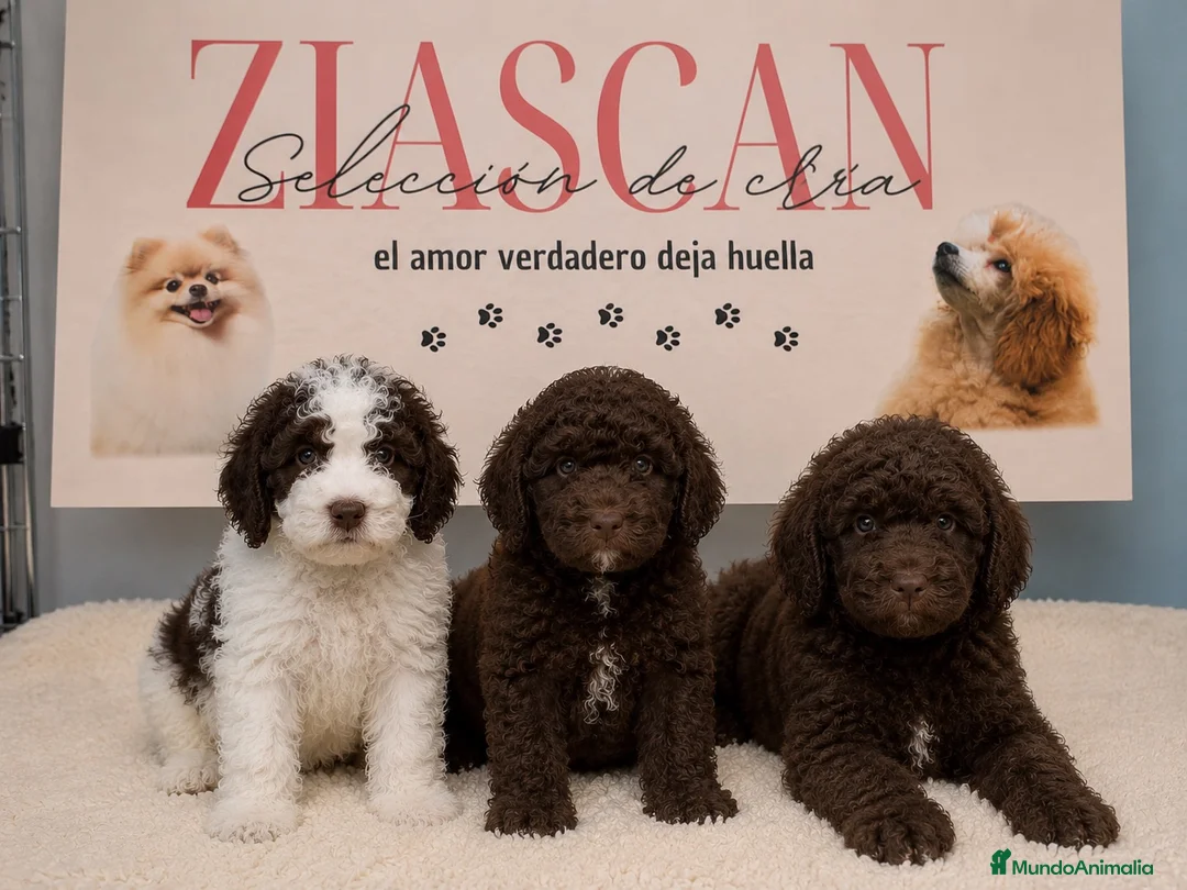 Perro de Agua Español perros en venta: Cachorros de Perro de Agua Español 🤎 - Anuncio 1