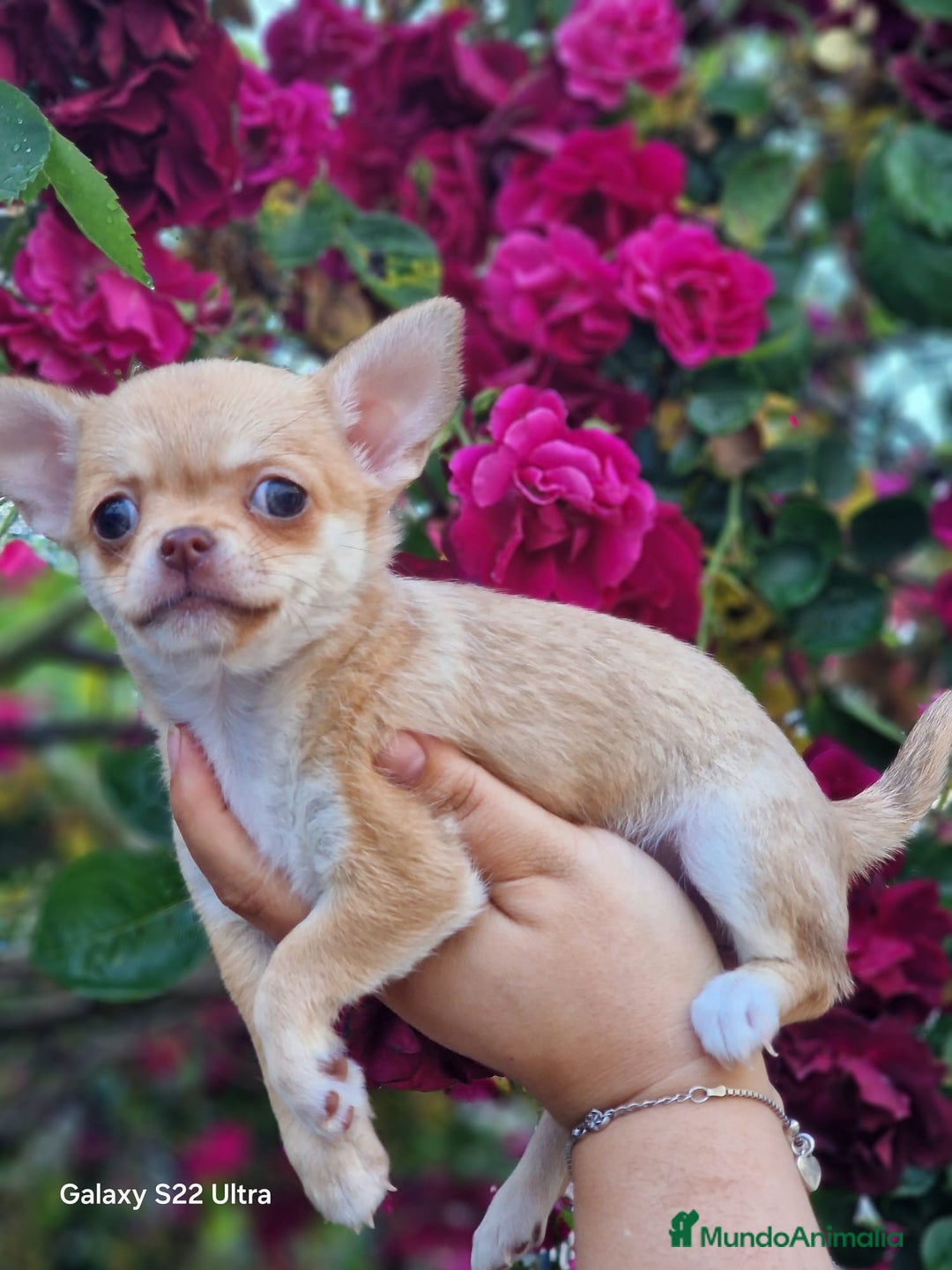 Chihuahua perros en venta: Últimas dos chihuahuas disponibles.  - Anuncio 2