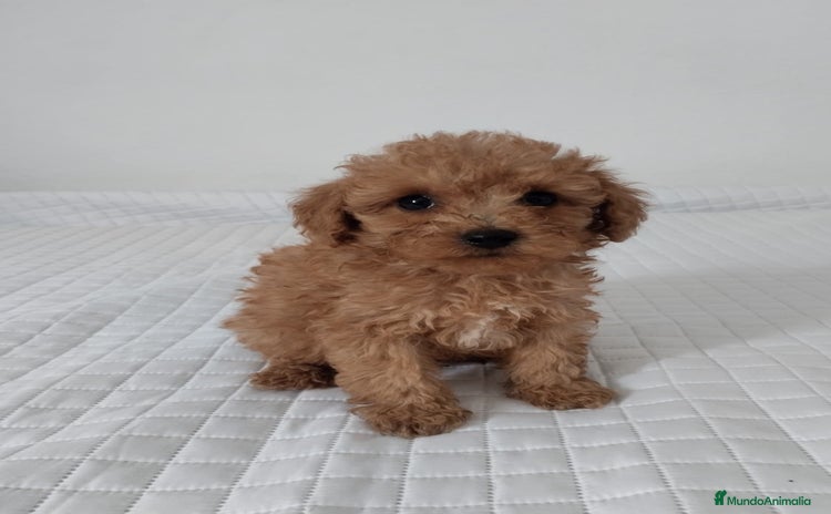 Caniche Toy perros - Anuncio 1