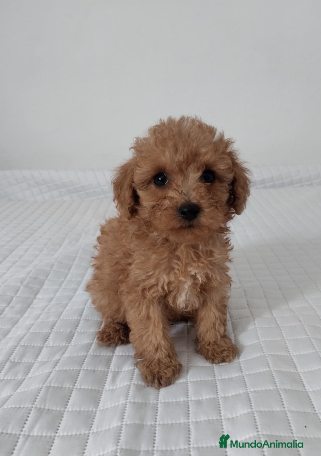 Caniche Toy perros en venta: Caniche toy  - Imagen 1