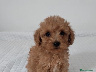 Caniche Toy perros - Anuncio 7