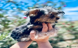 Yorkshire Terrier perros en venta: YORKSHIRE TOY HEMBRITA  - Imagen 3
