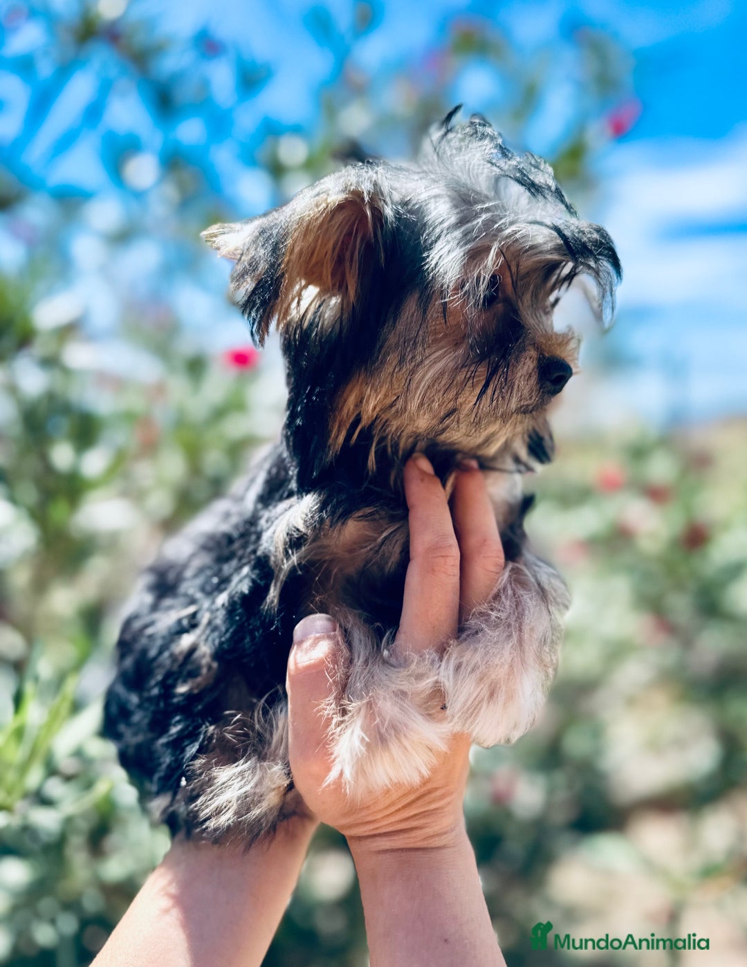 Yorkshire Terrier perros en venta: YORKSHIRE TOY HEMBRITA  - Imagen 3