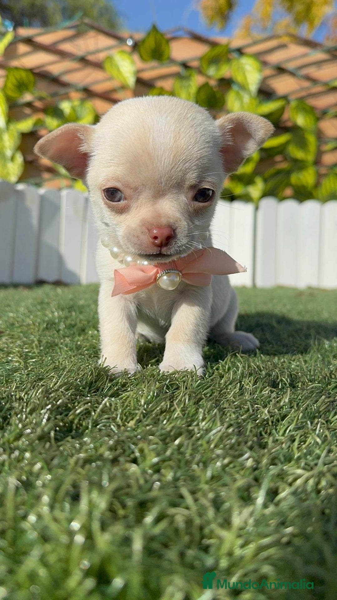Chihuahua perros en venta: CHIHUAHUA HEMBRA - Anuncio 4