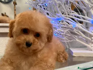 Caniche Toy perros Caniche toy apricot lista para entregar!! - Anuncio 11