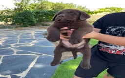 Labrador Retriever perros en venta: Cachorro macho con excelente pedigree  - Imagen 8