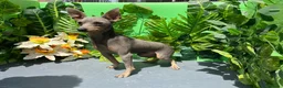 Pinscher Miniatura perros en venta: Excelentes cachorros Pinscher  - Anuncio 1