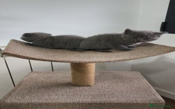 Británico de Pelo Corto Azul gatos en venta: Scottish & azul ruso - Imagen 5