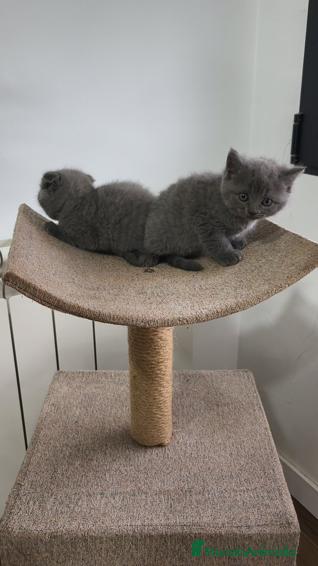 Británico de Pelo Corto Azul gatos en venta: Scottish & azul ruso - Imagen 5