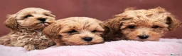 Maltipoo perros en venta: Maltipoo precio real  - Anuncio 6
