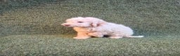 Perro de Agua Español perros en venta: Perro de aguas español - Anuncio 3