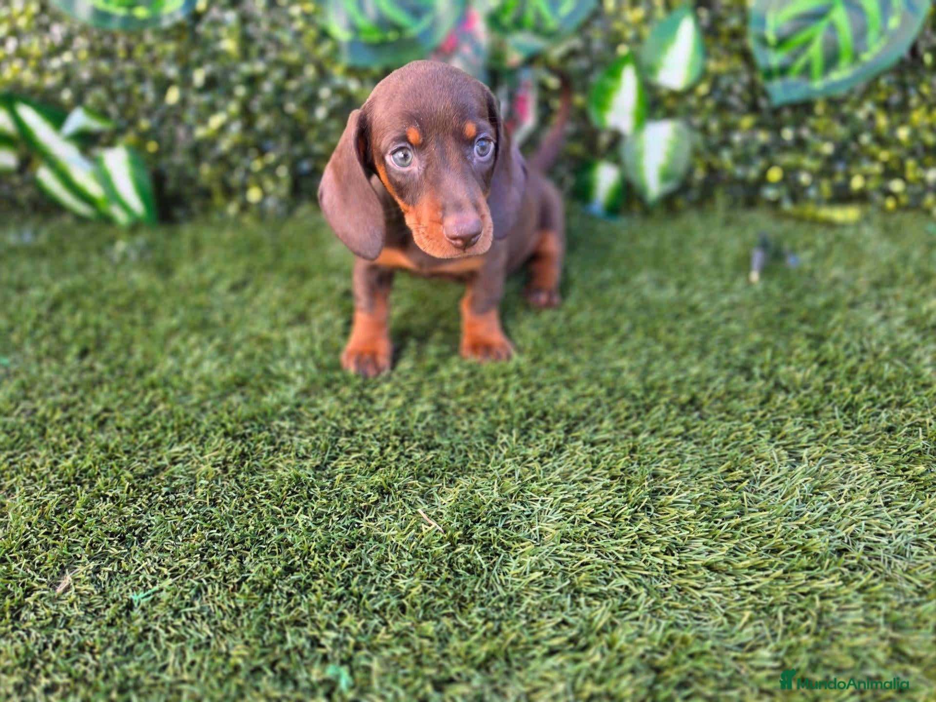 Teckel Miniatura perros TECKEL MINI & KANNINCHEN - Anuncio 1