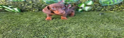 Teckel Miniatura perros en venta: TECKEL MINI & KANNINCHEN - Anuncio 1