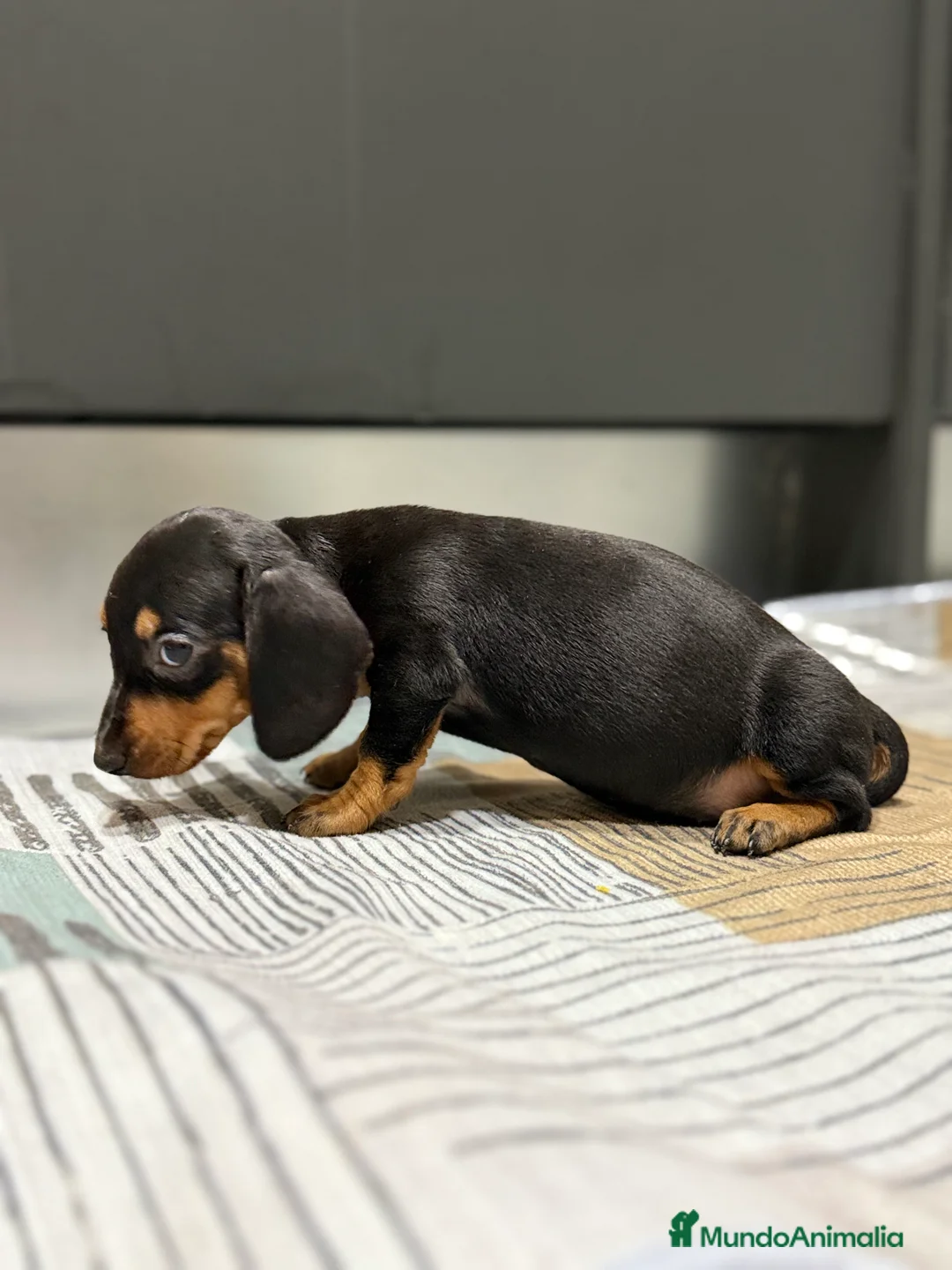 Teckel Miniatura perros en venta: 2 hembras teckel kanichen negras y fuego  - Anuncio 6