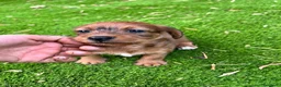 Raza Mixta perros en venta: Jackapoo raza pequeña 🐣 - Anuncio 3