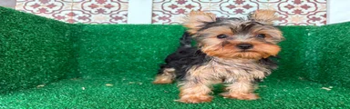 Yorkshire Terrier 1