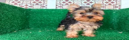 Yorkshire Terrier perros en venta: yorkshire terrier - Anuncio 14