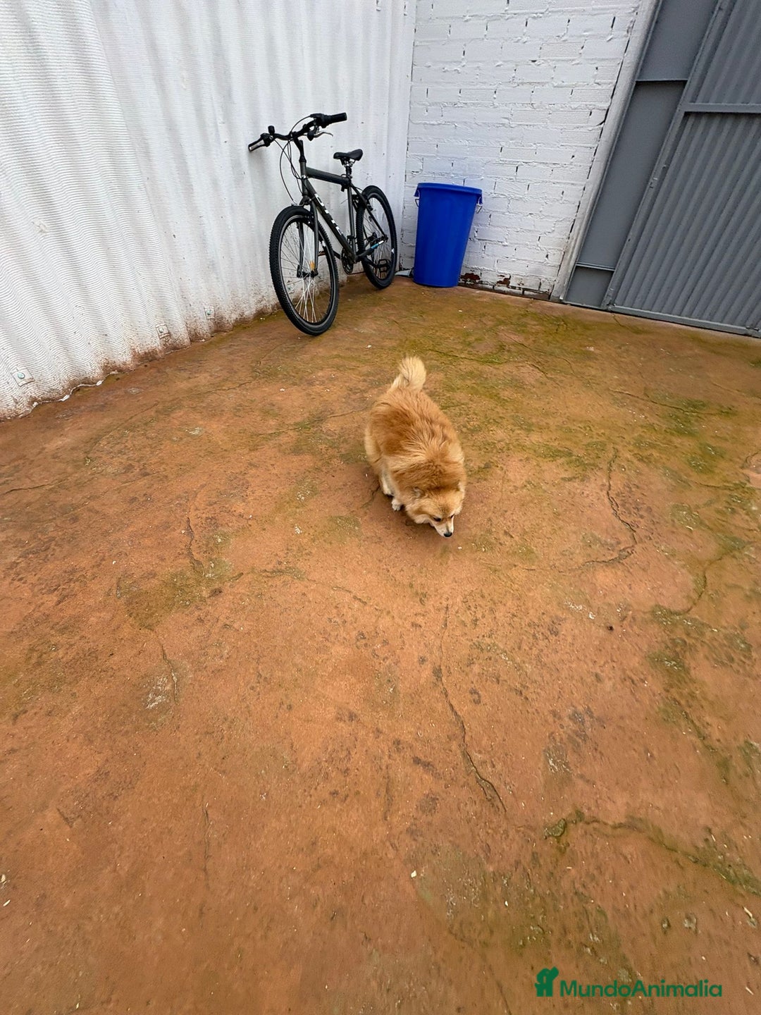 Pomerania perros en venta: Último pomerania  - Anuncio 14