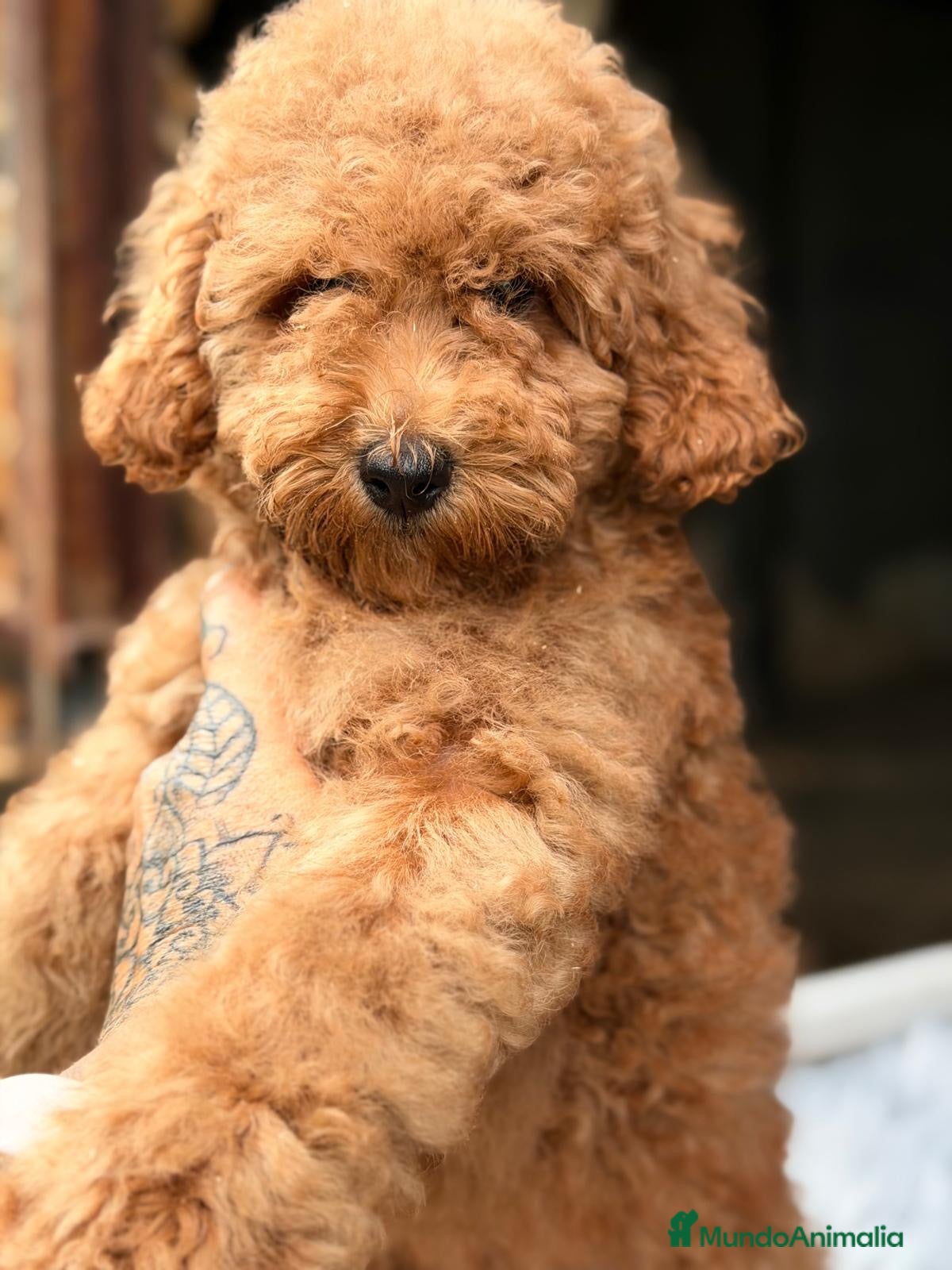 Caniche Enano perros Caniche enano💙 - Anuncio 3