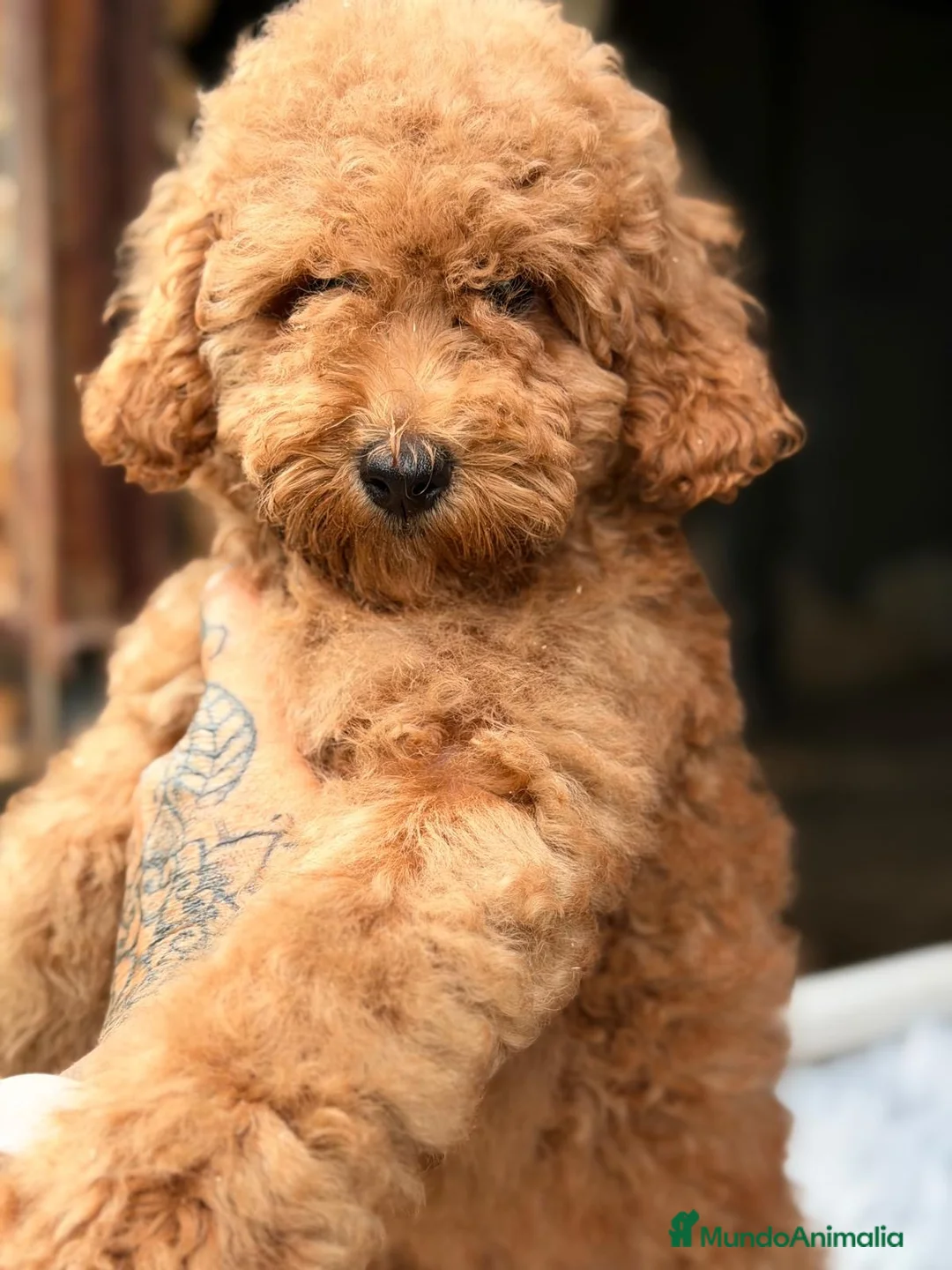 Caniche Enano perros en venta: Caniche enano💙 - Anuncio 1