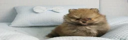 Pomerania perros en venta: CACHORROS DE POMERANIA  - Anuncio 5