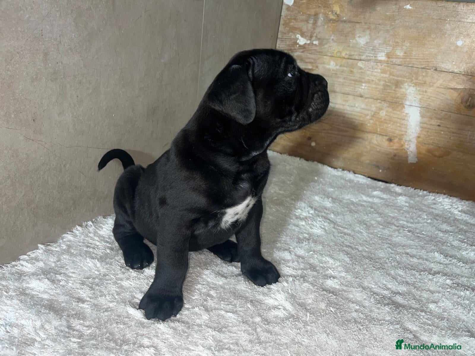 Cane Corso perros CANE CORSO PEDIGREE XL  - Anuncio 2
