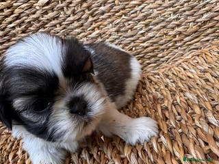 Shih Tzu perros Shi Tzu Macho - Anuncio 6