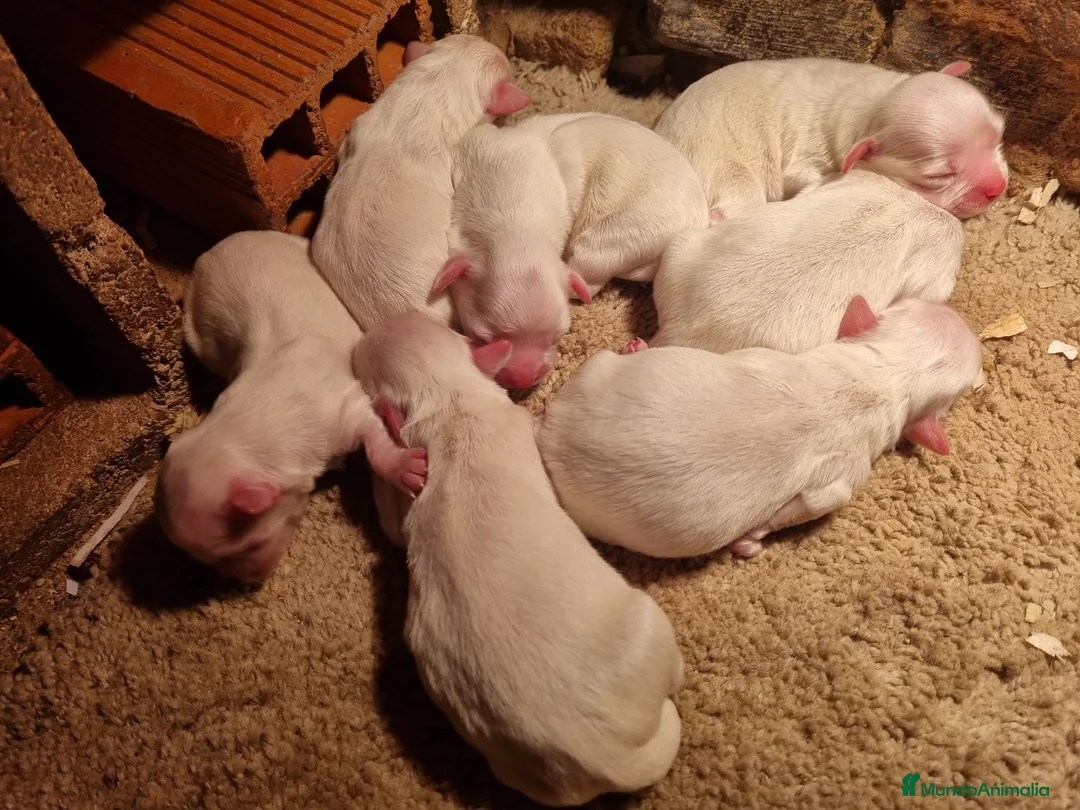 Bichón Maltés perros en venta: Bichon maltés  en Cáceres - Anuncio 3