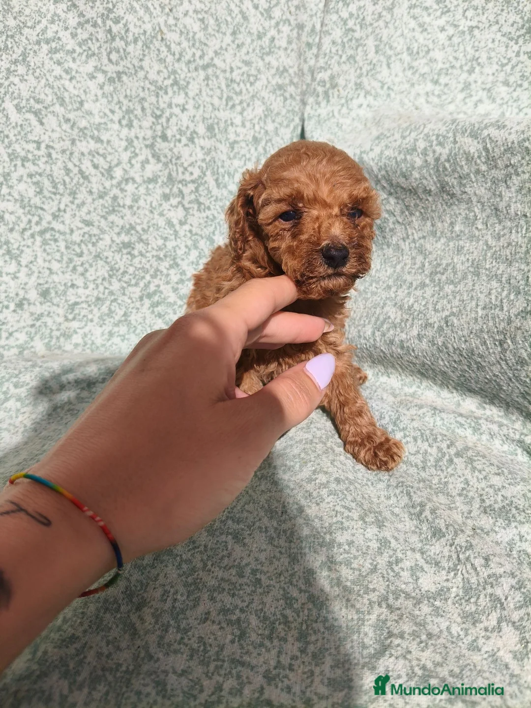 Caniche Toy perros en venta: Caniche Toy - Anuncio 1