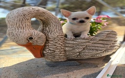 Chihuahua perros en venta: Chihuahua pelo corto fotos actuales  - Imagen 4