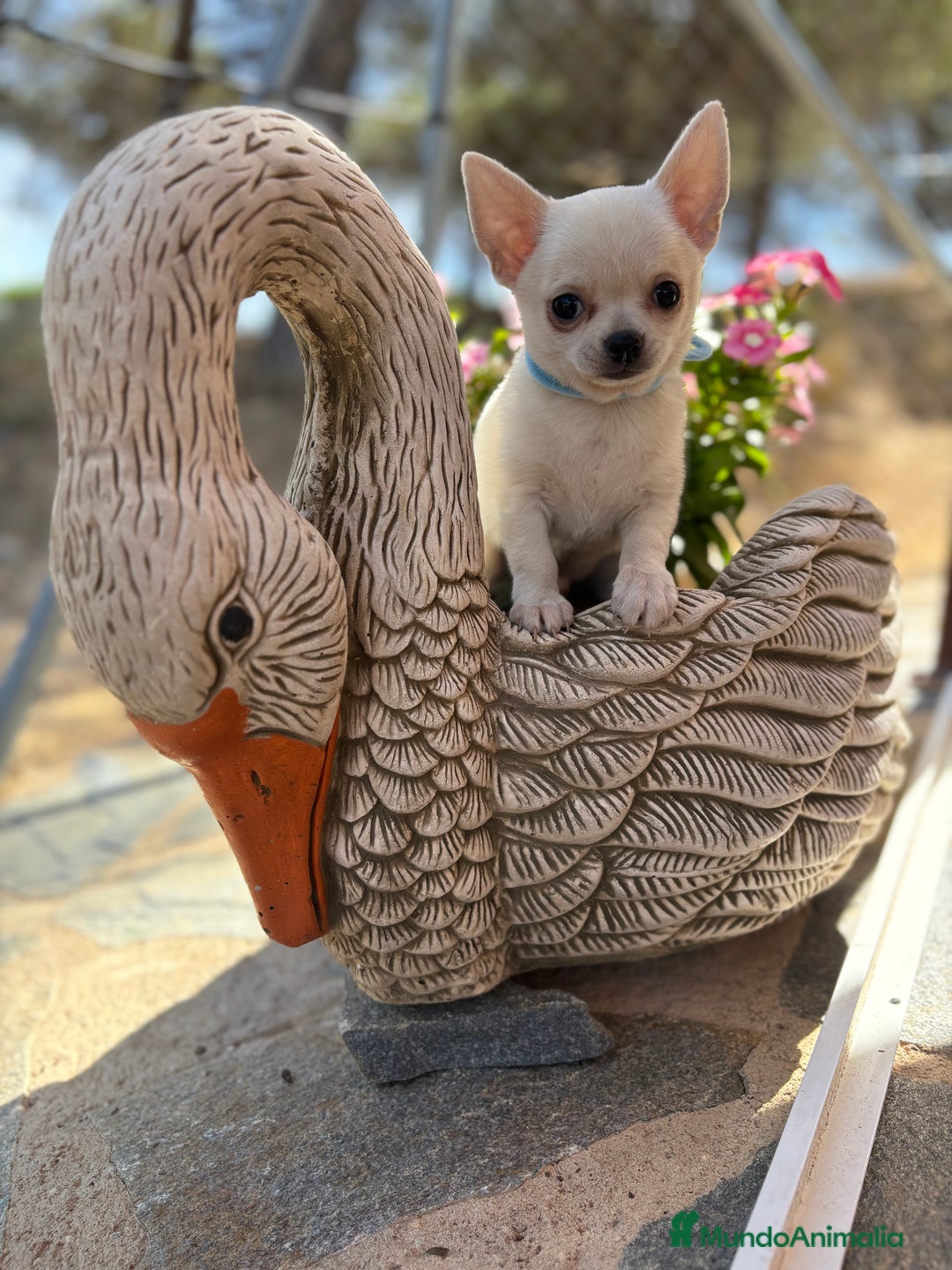 Chihuahua perros en venta: Chihuahua pelo corto fotos actuales  - Imagen 4