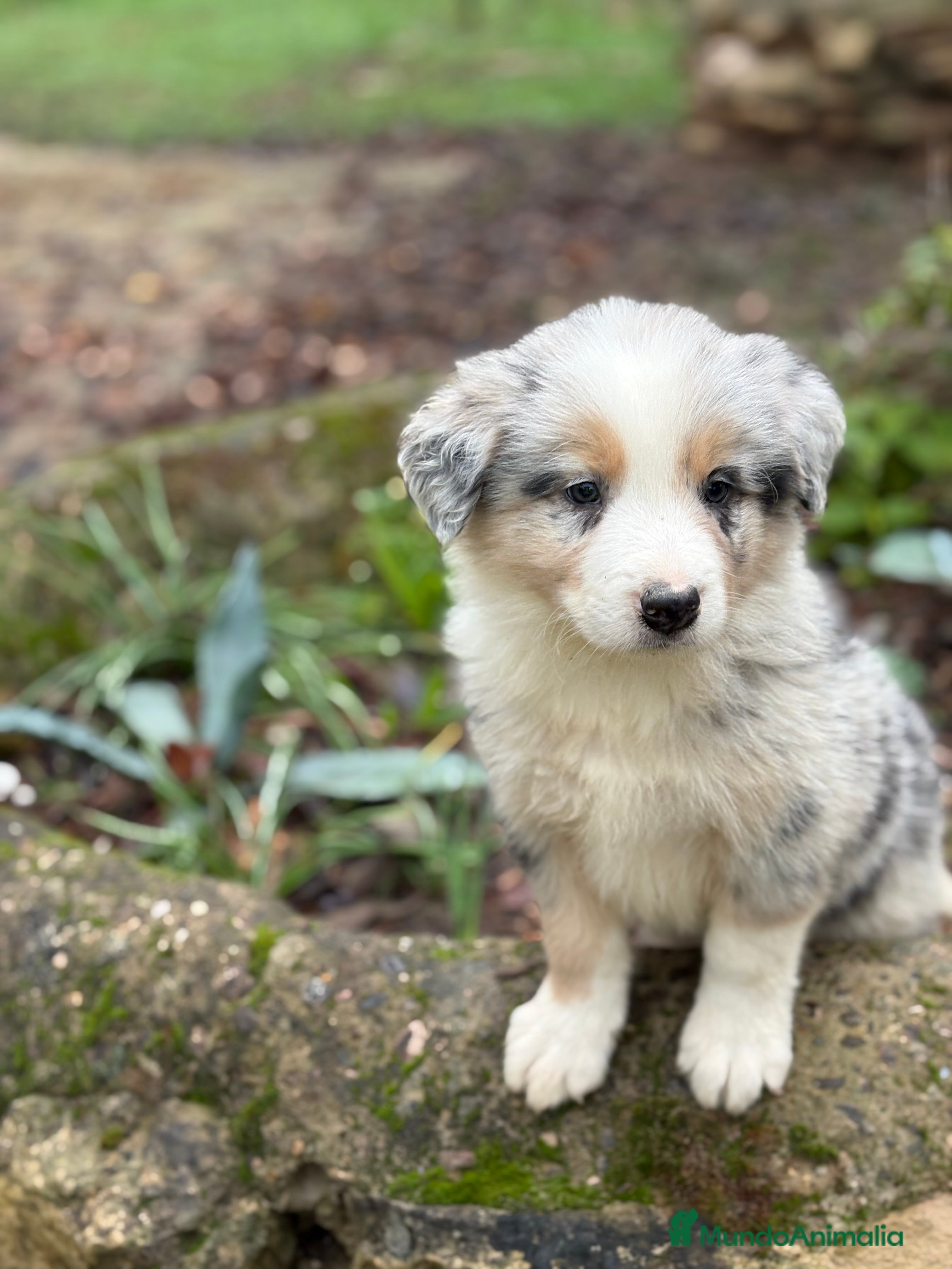 Border Collie perros 🐾 Border Collie exclusivis 🐾 - Anuncio 1