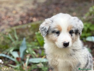 Border Collie perros 🐾 Border Collie exclusivis 🐾 - Anuncio 1