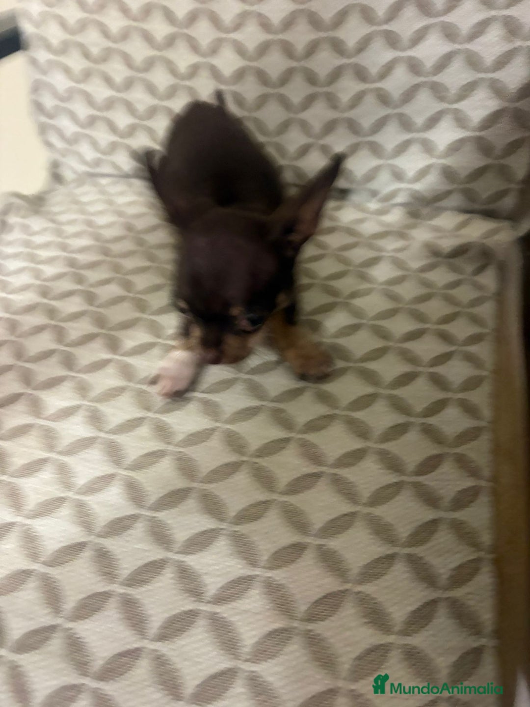 Chihuahua perros en venta: Chihuahua mini toy cabeza manzana  - Anuncio 11