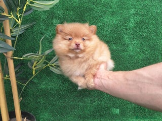 Pomerania perros - Anuncio 20