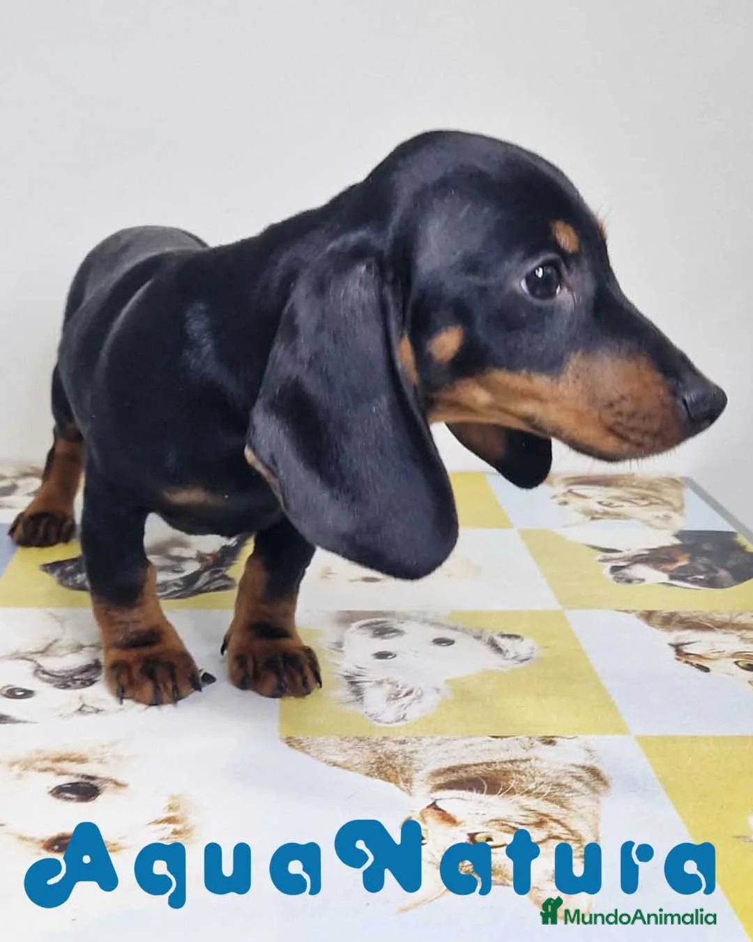 Teckel perros en venta: Teckel Hembra 9972 - AQUANATURA en Barcelona - Anuncio 9