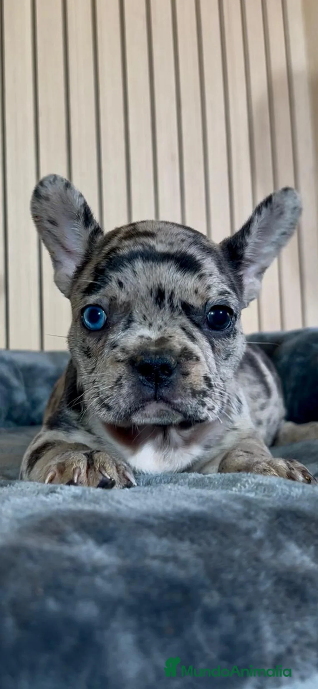 Bulldog Francés perros en venta: Bulldog francés merles hembras - Anuncio 1