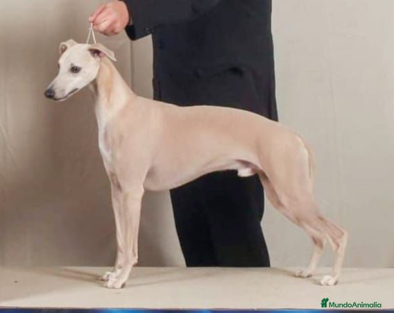 Enolacans Duncan Dhu