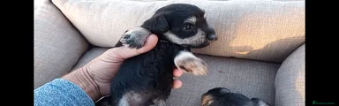 Schnauzer Miniatura Cachorro 2