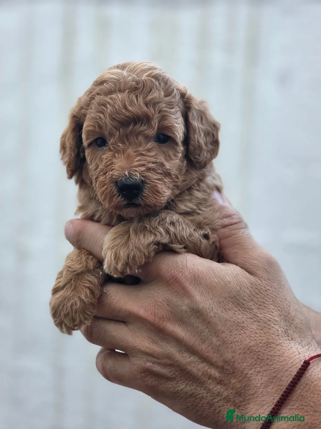 Caniche Toy perros en venta: Caniche toy macho apricot - Anuncio 2