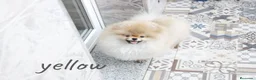 Pomerania perros en venta: Pomerania ositos toy  - Anuncio 2