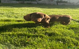 Teckel perros en venta: TECKEL MINIATURA DISPONIBLE  - Imagen 2