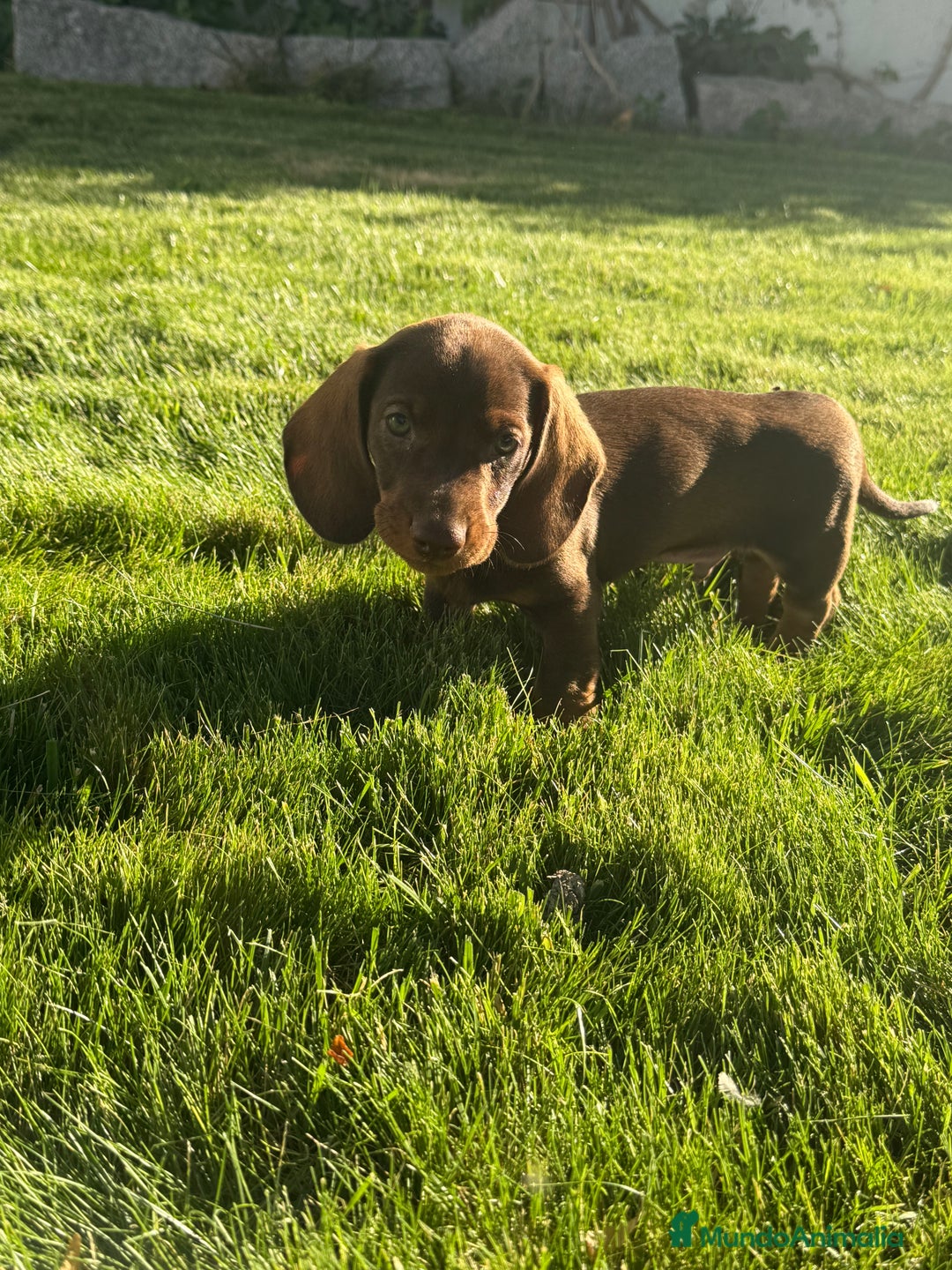 Teckel perros en venta: TECKEL MINIATURA DISPONIBLE  - Imagen 2