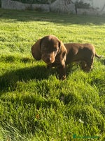 Teckel perros - Anuncio 1